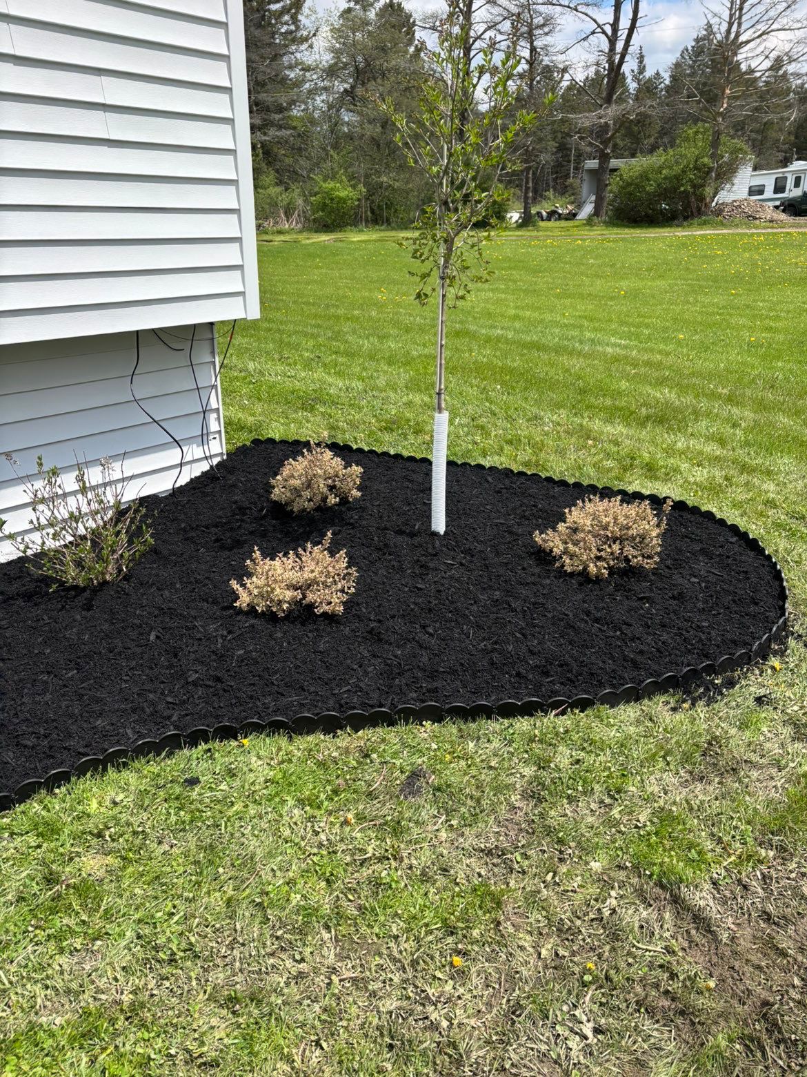 Lawn Weeds