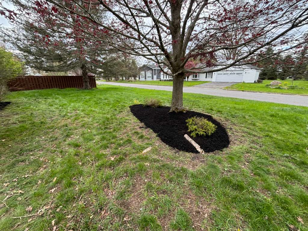 Tree and Shrub Maintenance